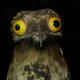 Illustration for article titled This Freaky Bird Looks Like a Cartoon Character